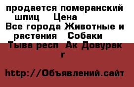 продается померанский шпиц  › Цена ­ 35 000 - Все города Животные и растения » Собаки   . Тыва респ.,Ак-Довурак г.